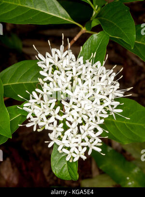 Weißen duftenden Blumen von Pavetta australiensis, Australian native Strauch Schmetterlinge anzieht. Stockfoto