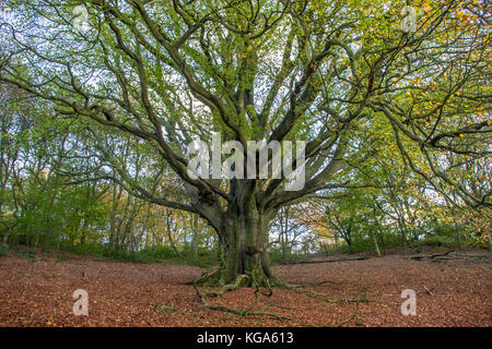 Der älteste Baum in Clent Hills in Worcestershire (Buche), England Stockfoto