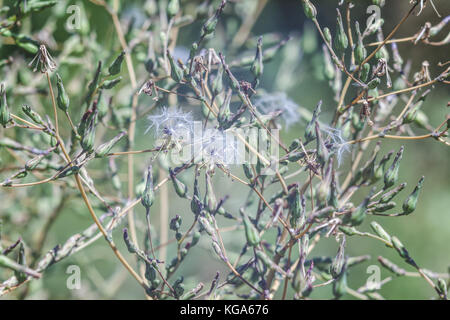 Fluff Löwenzahn in grüne Zweige hängen, Hintergrund in Unschärfe. Stockfoto