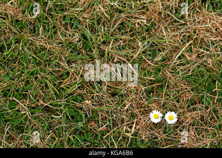 Gänseblümchen auf einem Rasen im Sommer Stockfoto
