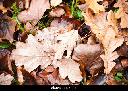 Trockene herbst Eiche Blätter auf dem Boden lag, natürliche Hintergrund Foto Textur Stockfoto