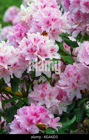 Rosa rhododendron Blumen in voller Blüte Stockfoto