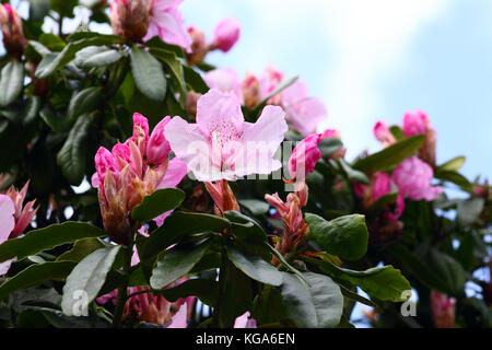 Rosa rhododendron Blumen in voller Blüte Stockfoto