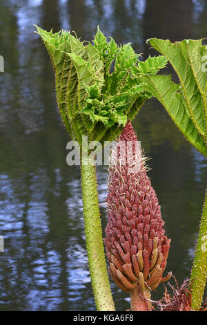 Gunnera manicata Pflanze häufiger als riesige Rhabarber Pflanze bekannt Stockfoto