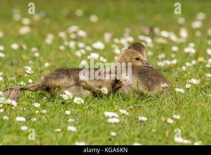 Gosling ist auf dem Gras, Nahaufnahme Stockfoto