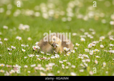 Gosling auf dem Gras, Nahaufnahme Stockfoto