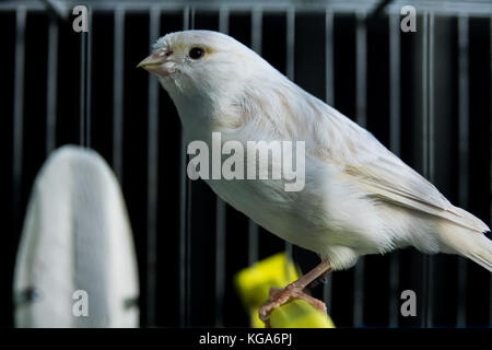 Schöner weisser Kanarienvogel im Käfig Stockfoto