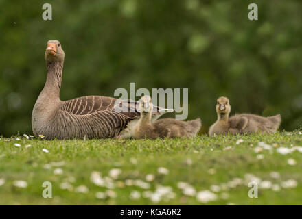 Graugans und zwei Gänseküken, die auf dem Gras sitzen Stockfoto