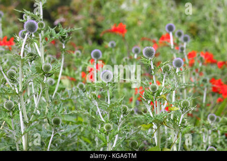 Sea Holly wachsen in einem Garten Stockfoto