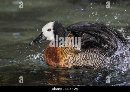 White-faced whistling Duck - dendrocygna viduata Stockfoto