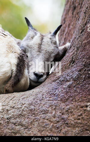 Desert Bighorn Schafe - Ovis canadensis nelsoni Captive Stockfoto