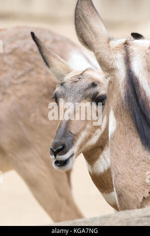 Pronghorn Antilope - Antilocapra americana peninsularis. Auch als amerikanische Antilopen, prong Buck, pronghorn Antilope, prairie Antelope bekannt. captive Stockfoto