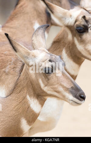 Pronghorn Antilope - Antilocapra americana peninsularis. Auch als amerikanische Antilopen, prong Buck, pronghorn Antilope, prairie Antelope bekannt. captive Stockfoto