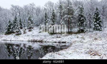 Weiß Schwanz Rehe grasen unter Pinien im Winter bei Nine Mile Creek in Bloomington, Minnesota. Stockfoto