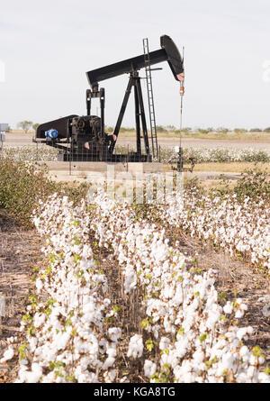 Die Ölförderung in einem ausgereiften Cotton Field Stockfoto