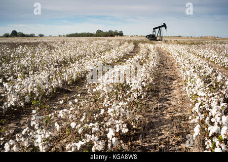 Die Ölförderung in einem ausgereiften Cotton Field Stockfoto