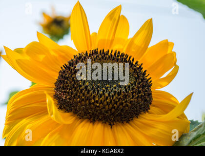 Eine einzelne große gelbe Sonnenblume blüht im Vordergrund mit vielen