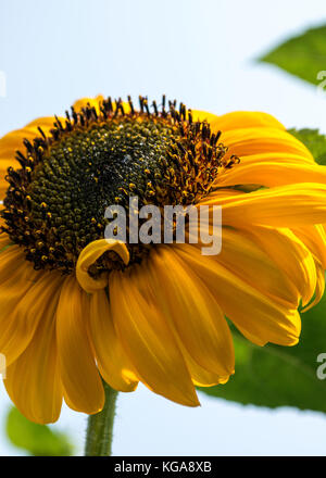 Sonnenblume auf einem sonnigen Sommernachmittag in Seattle, einem Garten im Hinterhof Schönheit Stockfoto