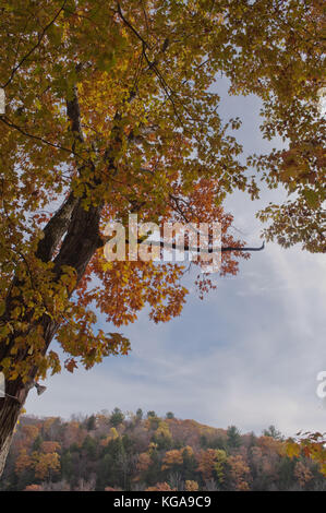 Einen schönen Herbst Baum mit seinen wechselnden Farben mit einer hübschen blauen Himmel und weißen Wolken hinter sich Stockfoto