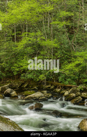 Little River entlang der LIttle River Gorge Road, Great Smokey Mountain National Park, Tennessee Stockfoto