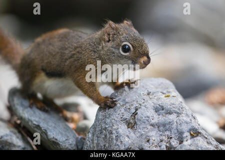 Eichhörnchen, Alaska Stockfoto
