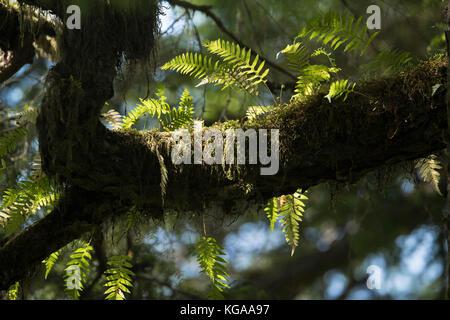 Alte Wachstum Wald, Farn wächst am Baum, Alaska Stockfoto