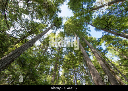 Suche gerade nach oben an Bäumen, Alaska Stockfoto