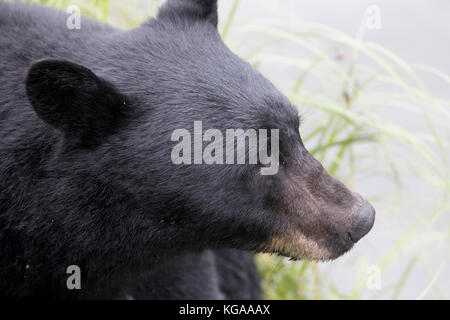 Seite Profil von Schwarzer Bär, Alaska Stockfoto
