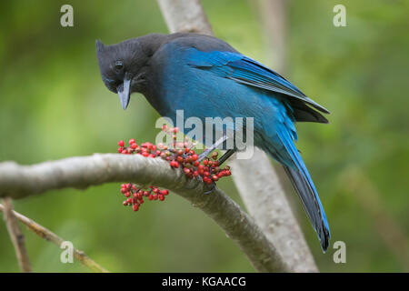 Der Steller Jay, Alaska Stockfoto