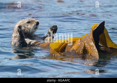 Sea Otter in Seetang rollt, Alaska Stockfoto