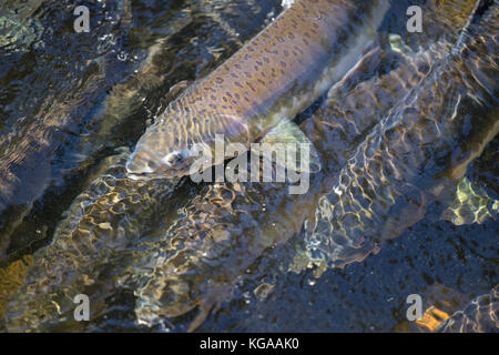 Rosa Lachs, Alaska Stockfoto