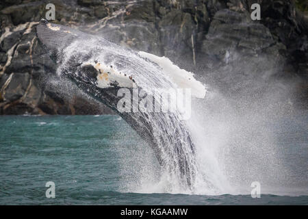 Verletzung der Buckelwal, Alaska Stockfoto