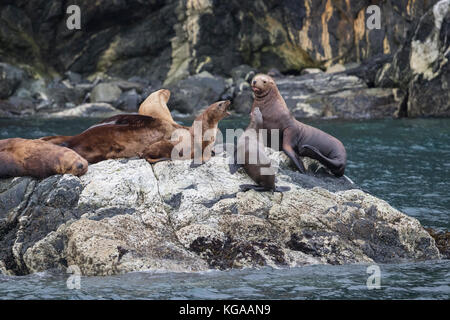 Stella Seelöwen aka Northern Sea Lion, Alaska Stockfoto