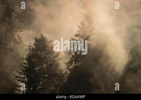 Misty Rainforest Stockfoto