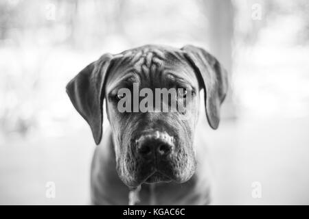 Schwarz-weiß-Porträt einer boerboel Welpen. Stockfoto