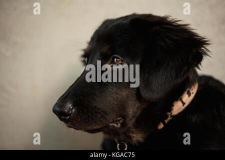 Deutscher Schäferhund kreuz Labrador Retriever Welpen Stockfoto