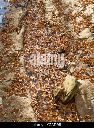 Gefallenen Blätter im Herbst auf dem Wasser schwimmend Stockfoto