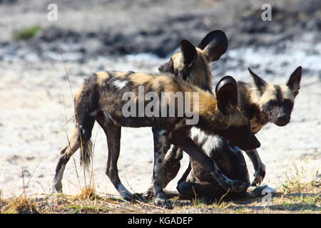 Wilde Hunde Lycoan pictus, in South Luangwa National Park, Sambia Stockfoto