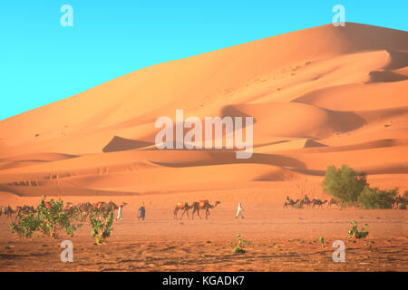 Karawane der Kamele in der Wüste Sahara, Marokko. Treiber - Berber mit drei Kamele Dromedar und Sanddünen auf blauen Himmel Hintergrund Stockfoto