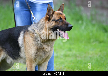 Orenburg, Russland, 11. Juni 2017 Jahr: Hirte mit Hund "Farben des Sommers 2017' Stockfoto