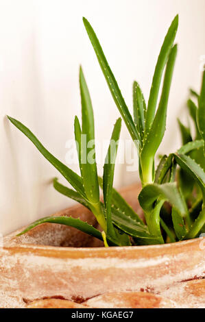 Aloe vera drinnen in der mexikanischen Töpfe an der Wand Stockfoto