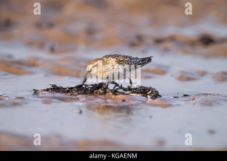 Alpenstrandläufer, calidris Alpina, Wandern im Meer Stockfoto