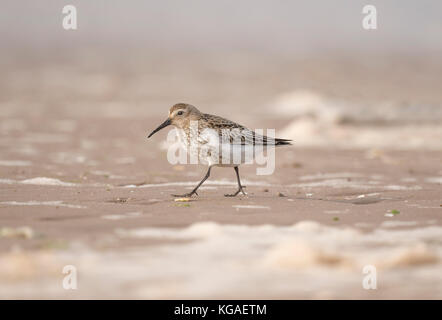 Alpenstrandläufer, calidris Alpina, Wandern am Strand Stockfoto