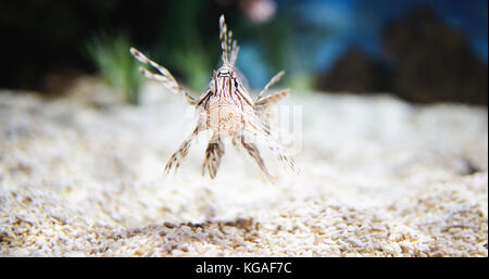 Porträt der Schönen giftigen Löwe Fische im Aquarium Stockfoto