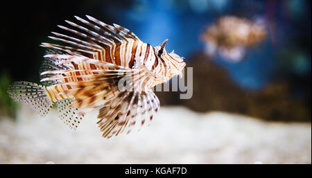 Porträt der Schönen giftigen Löwe Fische im Aquarium Stockfoto