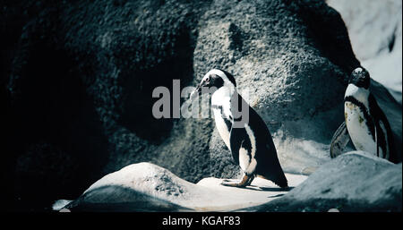 Porträt von zwei pinguine stehen auf felsigen Ufer Stockfoto