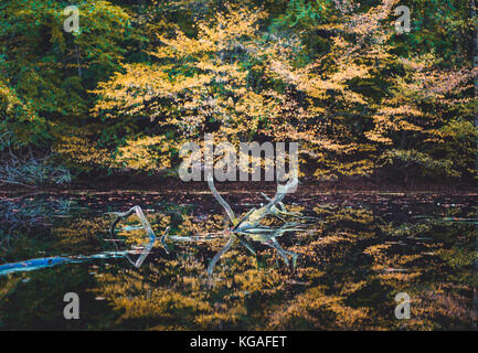 Goldener Herbst. Gelb gefärbte Bäume in einem kleinen Teich wider Stockfoto