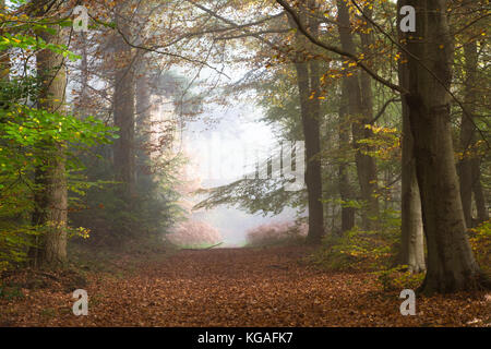 Waldlandschaft an einem nebligen Morgen im Herbst Ranmore in den North Downs, Surrey Hills AONB, UK. Einen stimmungsvollen Tag auf dem Land. Stockfoto