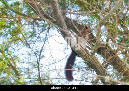 Sciurus vulgaris. Rotes Eichhörnchen, das zwischen den Zweigen einer Kiefer schaut. Tierwelt im mediterranen Wald, in Spanien. Begrenztes Licht Stockfoto
