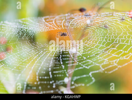 Ein Garten Spinne sitzt in der Mitte eines Dewdrop abgedeckt. Stockfoto